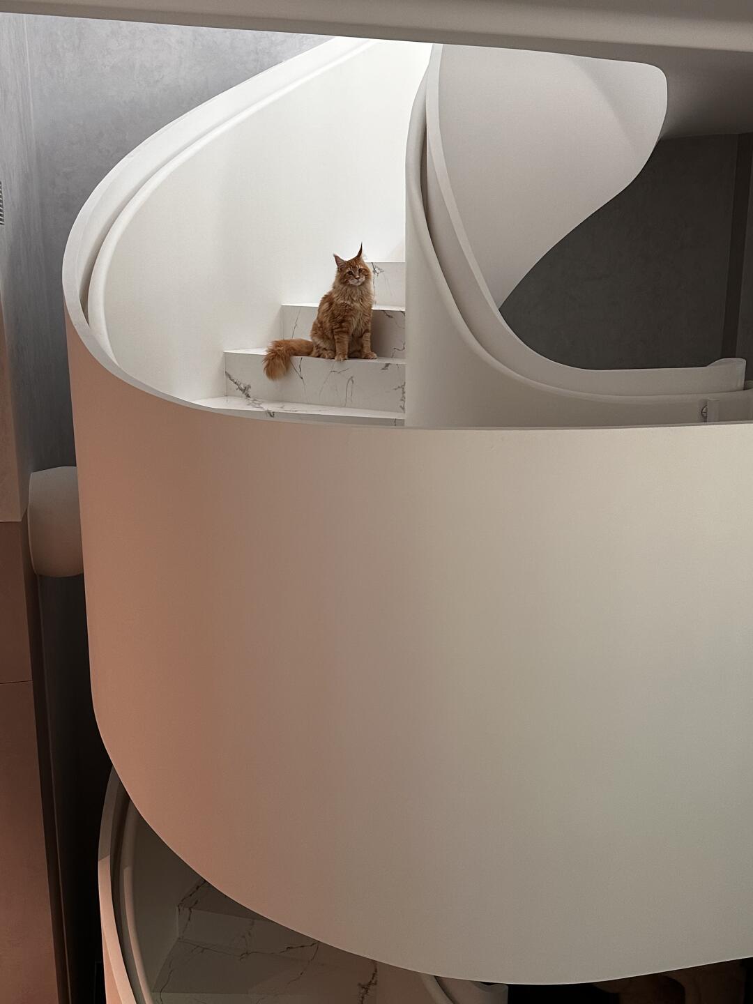 猫咪的迪士尼乐园