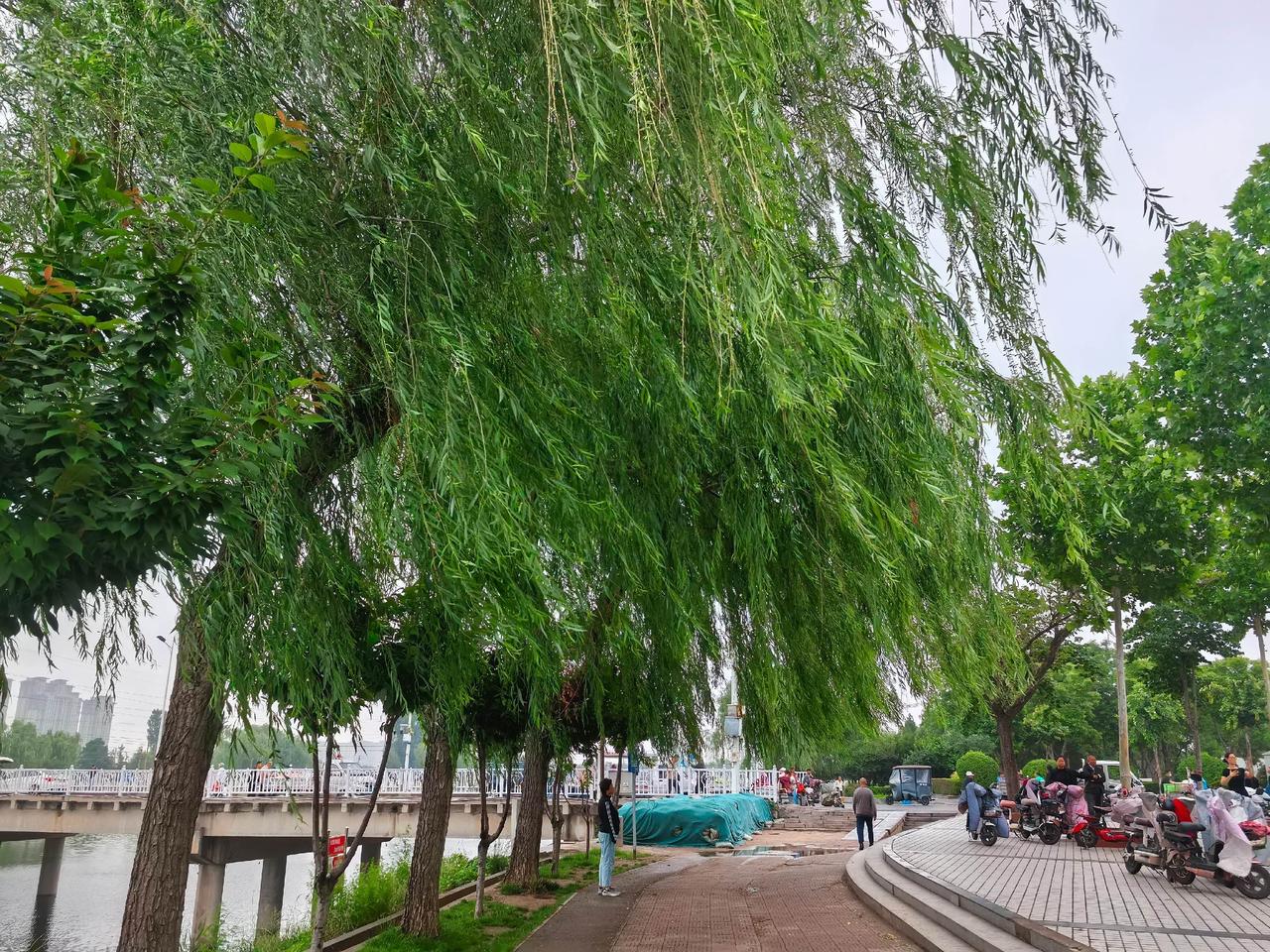 微风拂面杨柳依依 慢下来看世界身边皆是风景 一起分享夏日河边风光 在公园里感受绿