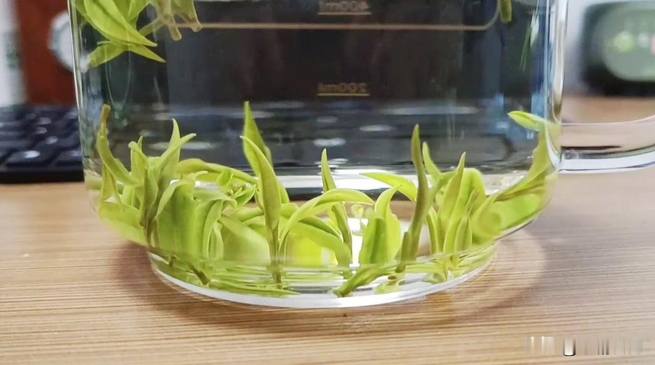 刚拆的新茶，芽头嫩得能掐出水来🌱 玻璃杯里注上沸水，看着它们慢悠悠舒展腰肢，像