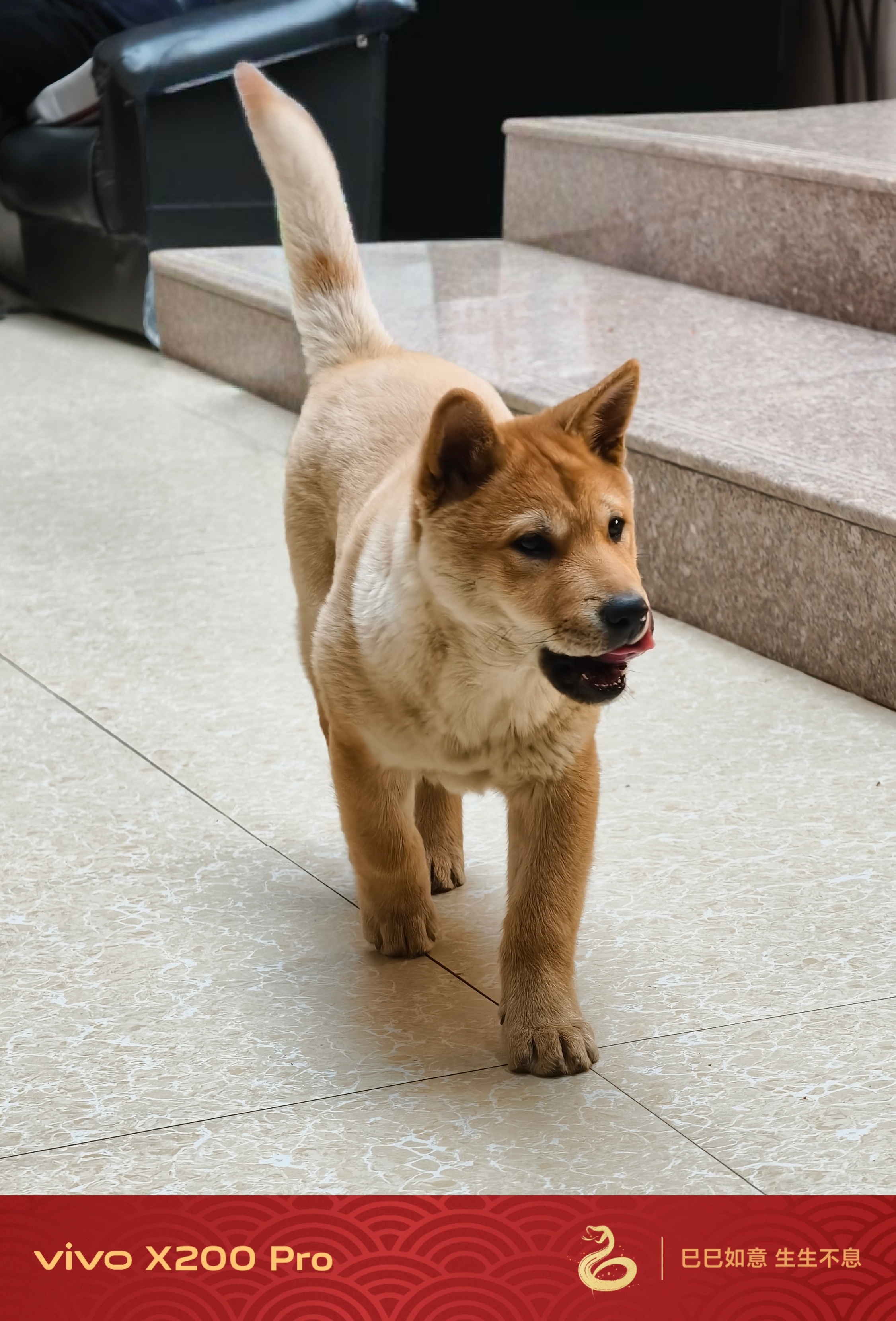 我家这两条小狗🐶，第一次过年。昨晚和今早被鞭炮声烟花声吓得瑟瑟发抖🤣 