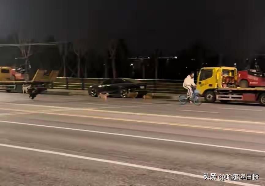 完整榜单
北京一地现大批流浪狗追咬骑行者

近日，北京某区域频频传出流浪狗群追咬