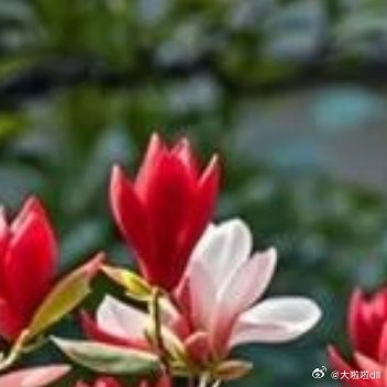 🌼🌼 不管天气怎样，给自己的世界一片晴朗 不管季节变换，让自己的内心鸟语花香