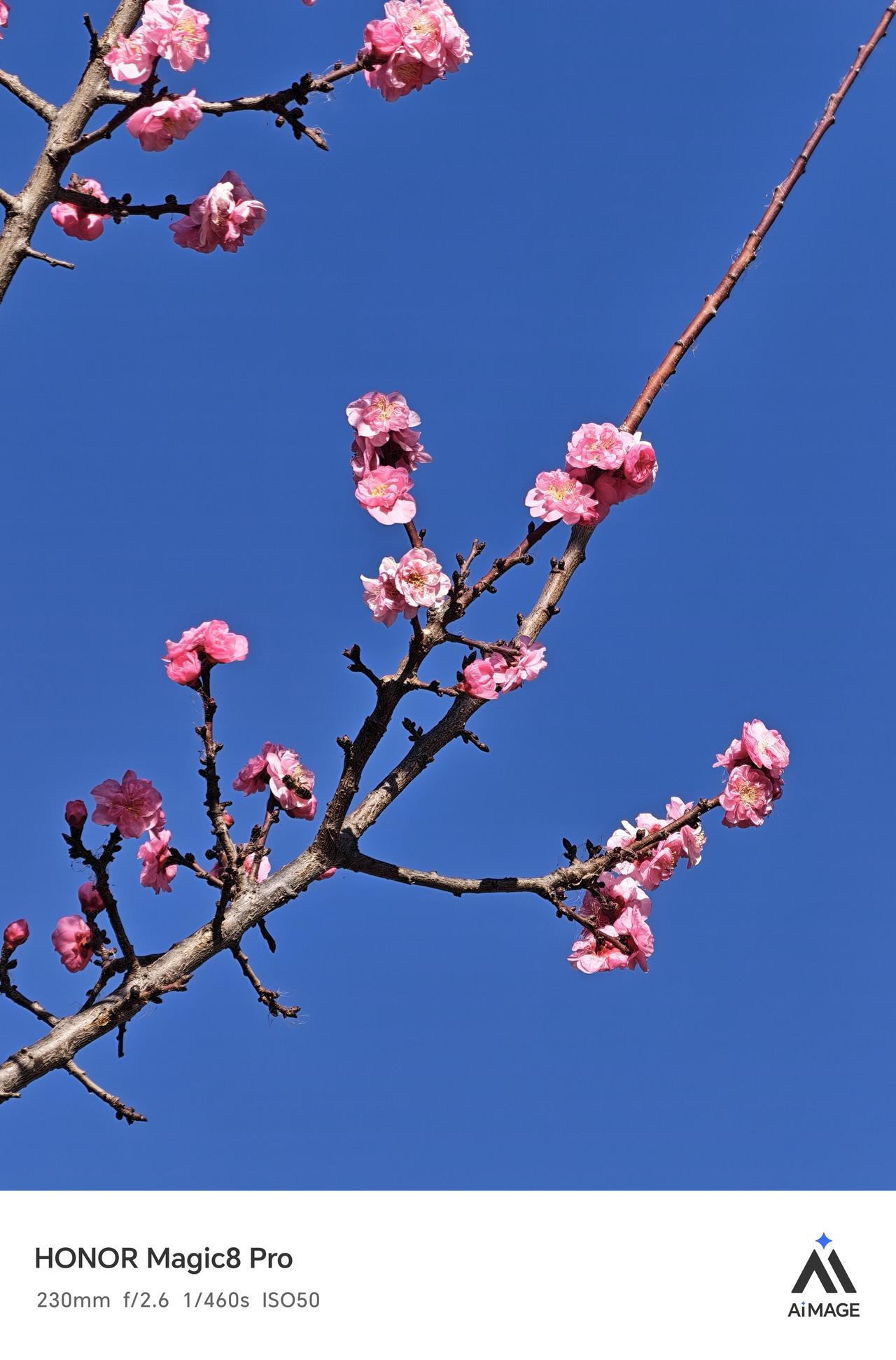 这几天天气是真的好啊，周末公园里好几种树已经开花了，黑天鹅也在沐浴阳光。
对于拍