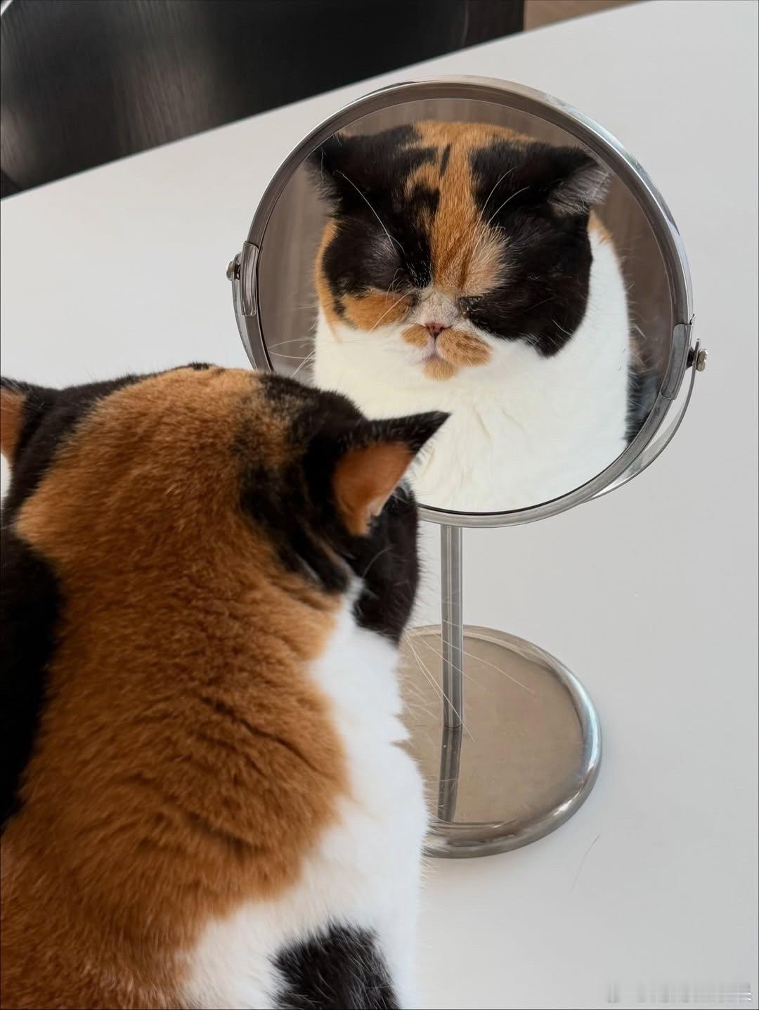 酱油饭团猫照镜子🪞..cr：oage cat 