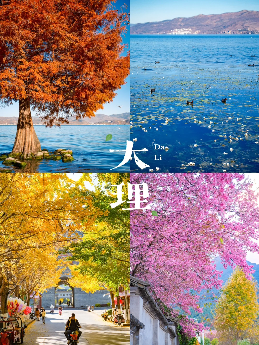准备好了吗❓接下来的大理要美哭了❗️🍁🌸