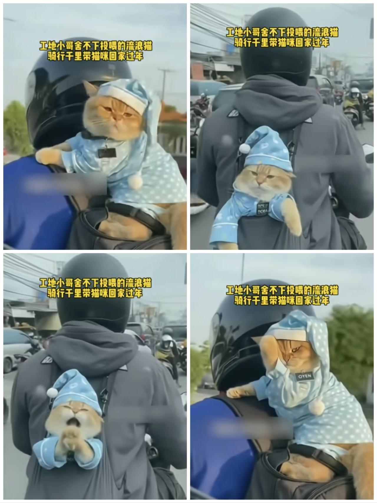 太暖心了！一男子回家过年时，由于放心不下在工地上喂养的流浪猫，担心它会出现什么意