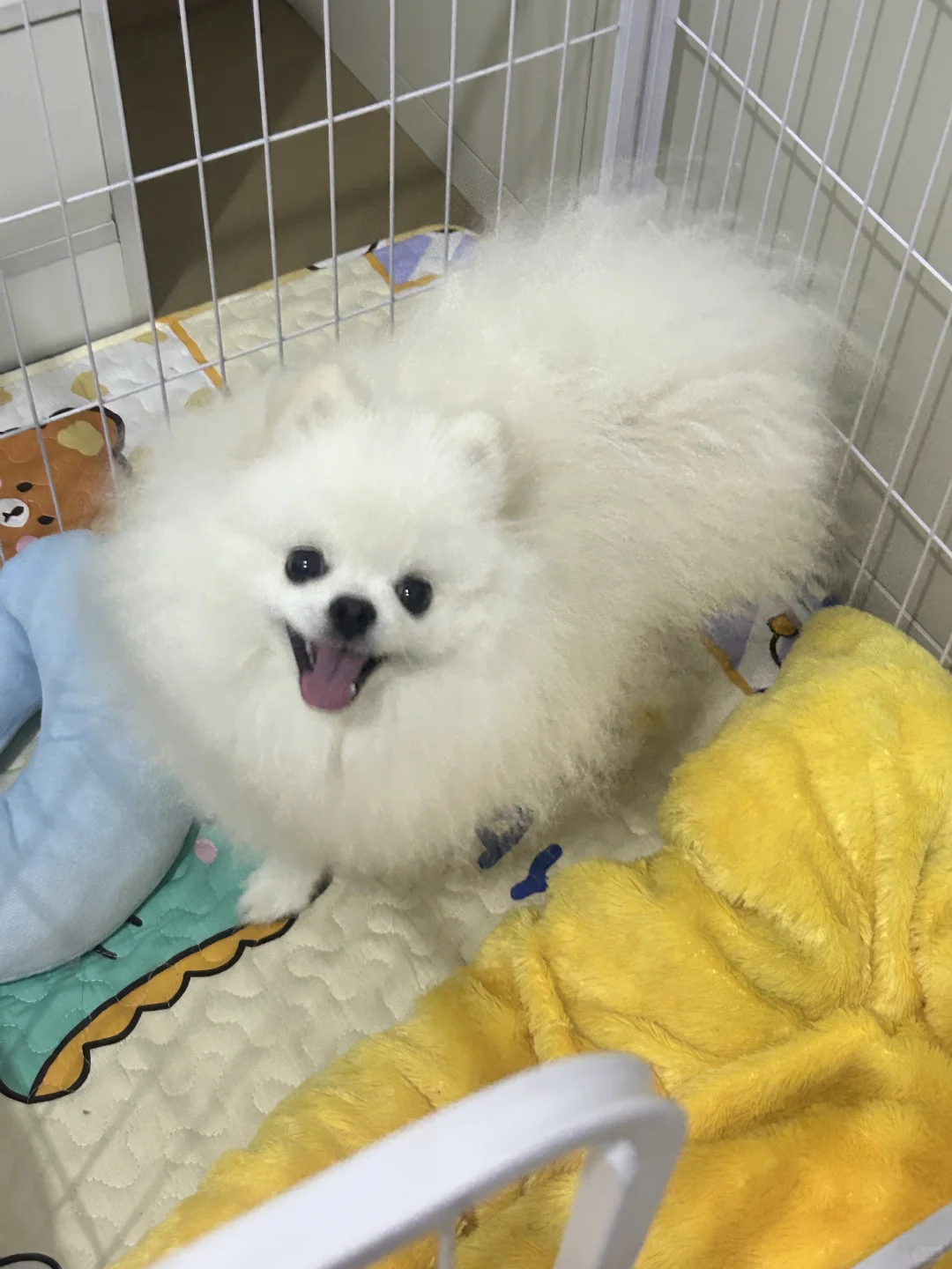 此时小伙的颜值已达到顶峰