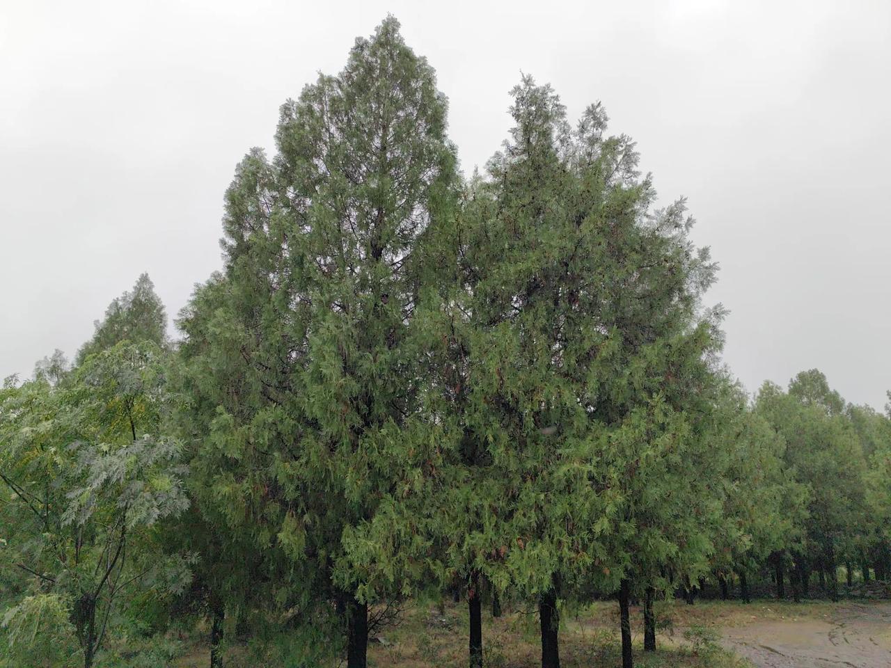 国庆雨山行
檐角方收昨夜霜，国庆雨润故山苍。
石阶尽染苔痕绿，老木新梳雾鬓长。