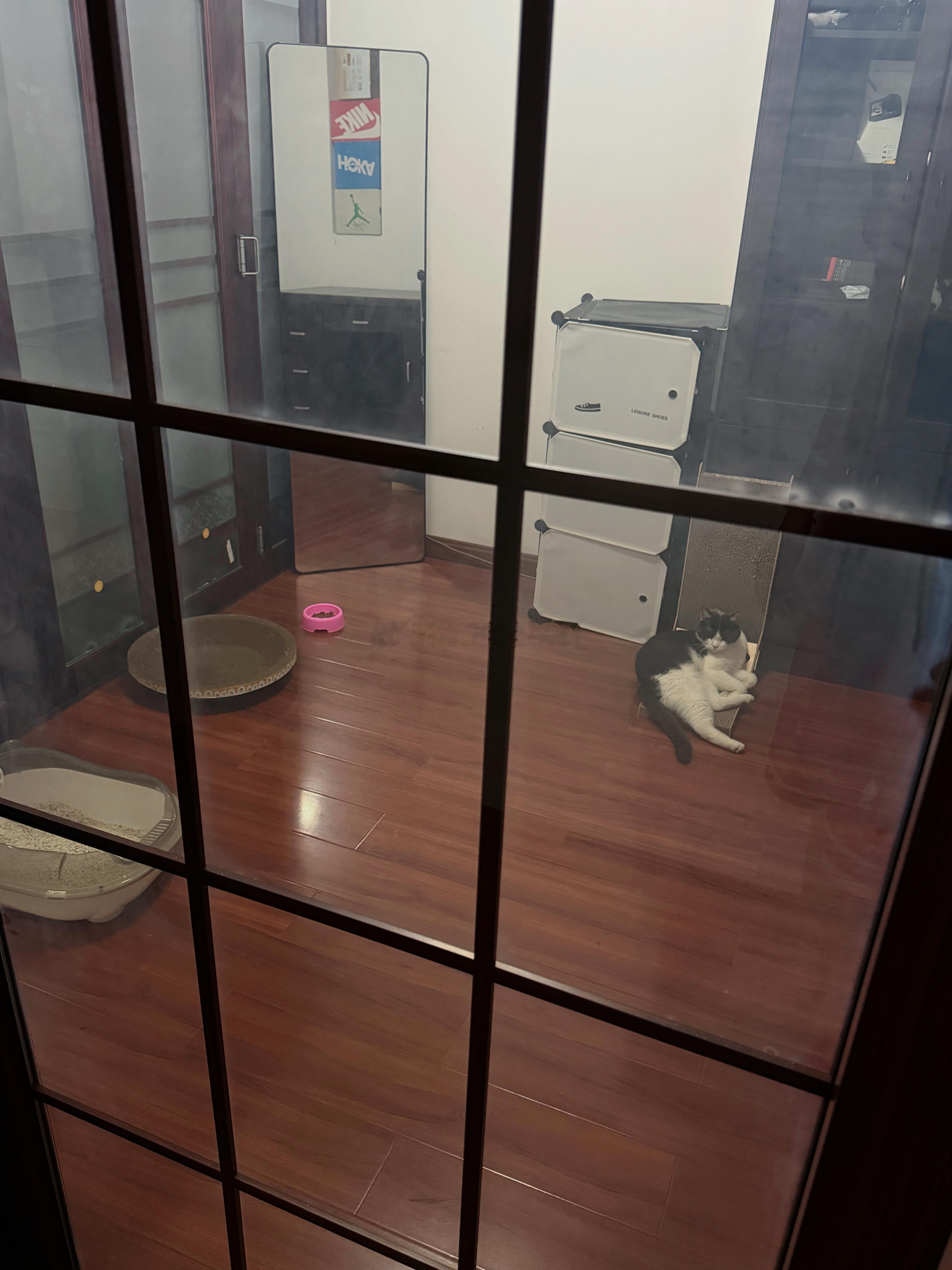 正式收编了 带小咪去体检医生说身上跳骚太多了 做完驱虫要给他隔离几天 还好家里够