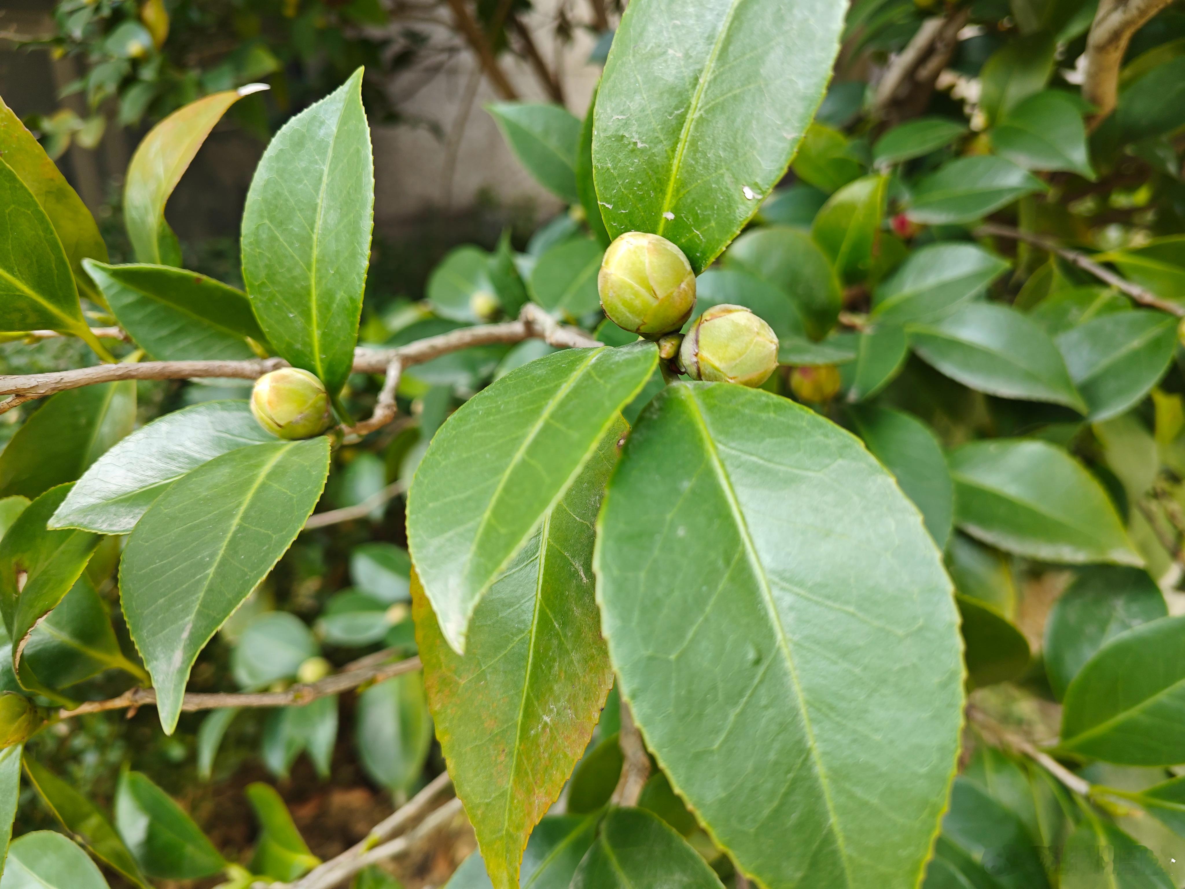 这个的冬天，藏在这含苞待放的花色里。 