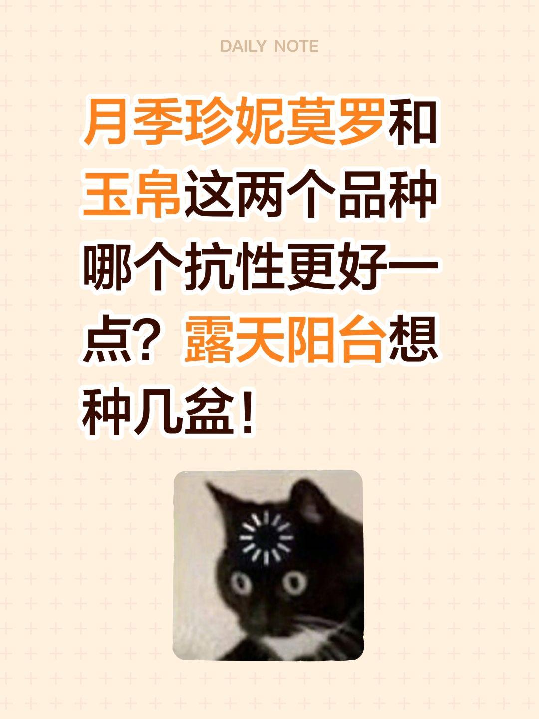 珍妮莫罗和玉帛哪个更好看？月季珍妮莫罗和玉帛这两个品种哪个抗性更好一点？露天阳台