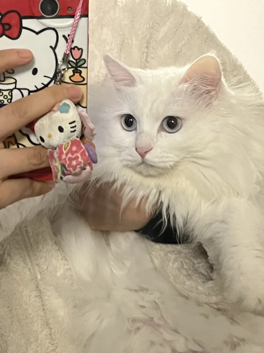 小猫知道看镜头哇