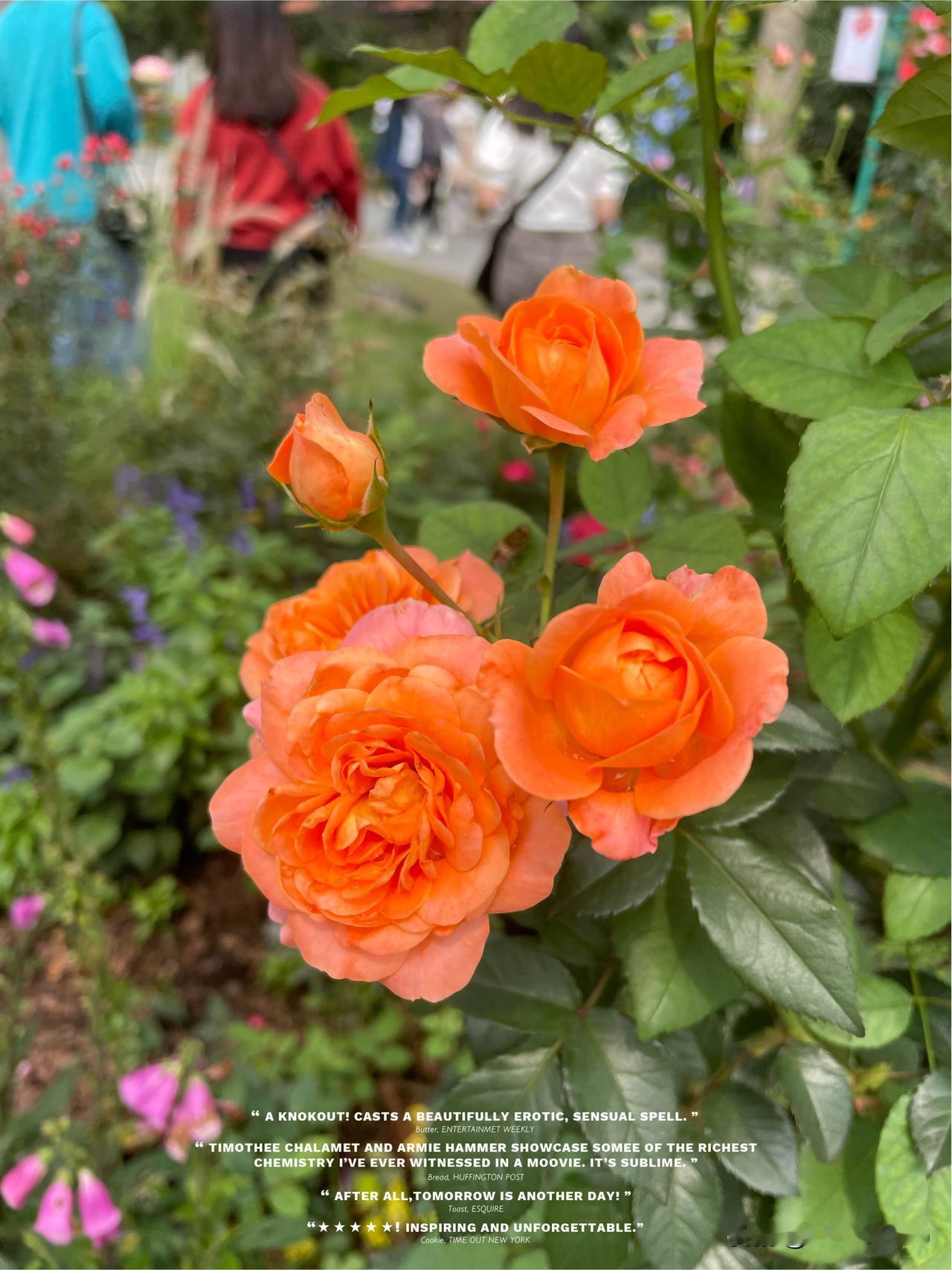 分享漂亮的花花草草