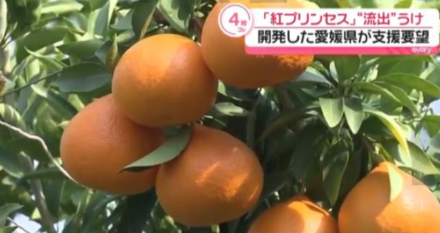 日方要求中方停种红公主柑橘，将赴华收集完整证据。6 月 22 日，爱媛县知事中村