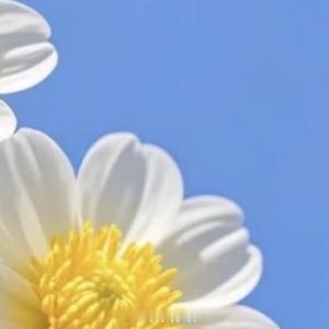 早安心语 日子缓缓、生活散散、心有暖意、万事可期、是阳光、也是希望、愿你今天被温