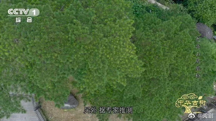 风一吹千年古松秒变展翅凤凰约1400岁古松树像一只大凤凰 第一眼真的以为是凤凰落