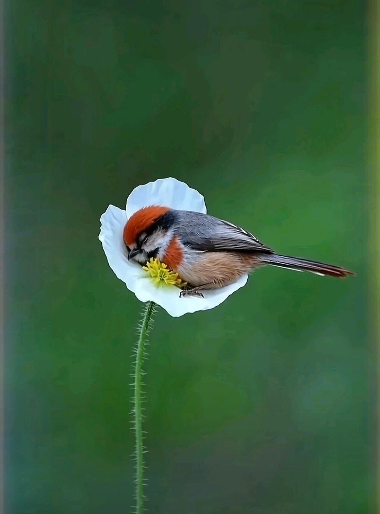 朋友们好，您对这两张照片不想说点什么吗？一只小鸟🐦竟然在一朵花瓣上睡着了，睡得