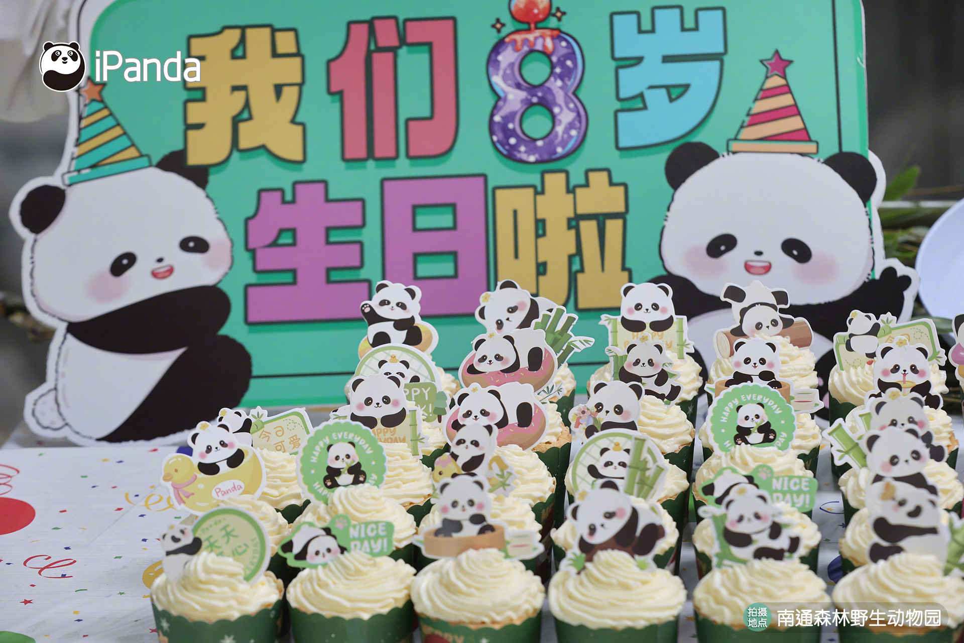【#南通龙凤胎大熊猫迎8岁生日#[哇]】8月12日，龙凤胎大熊猫兄妹“星辉”“星