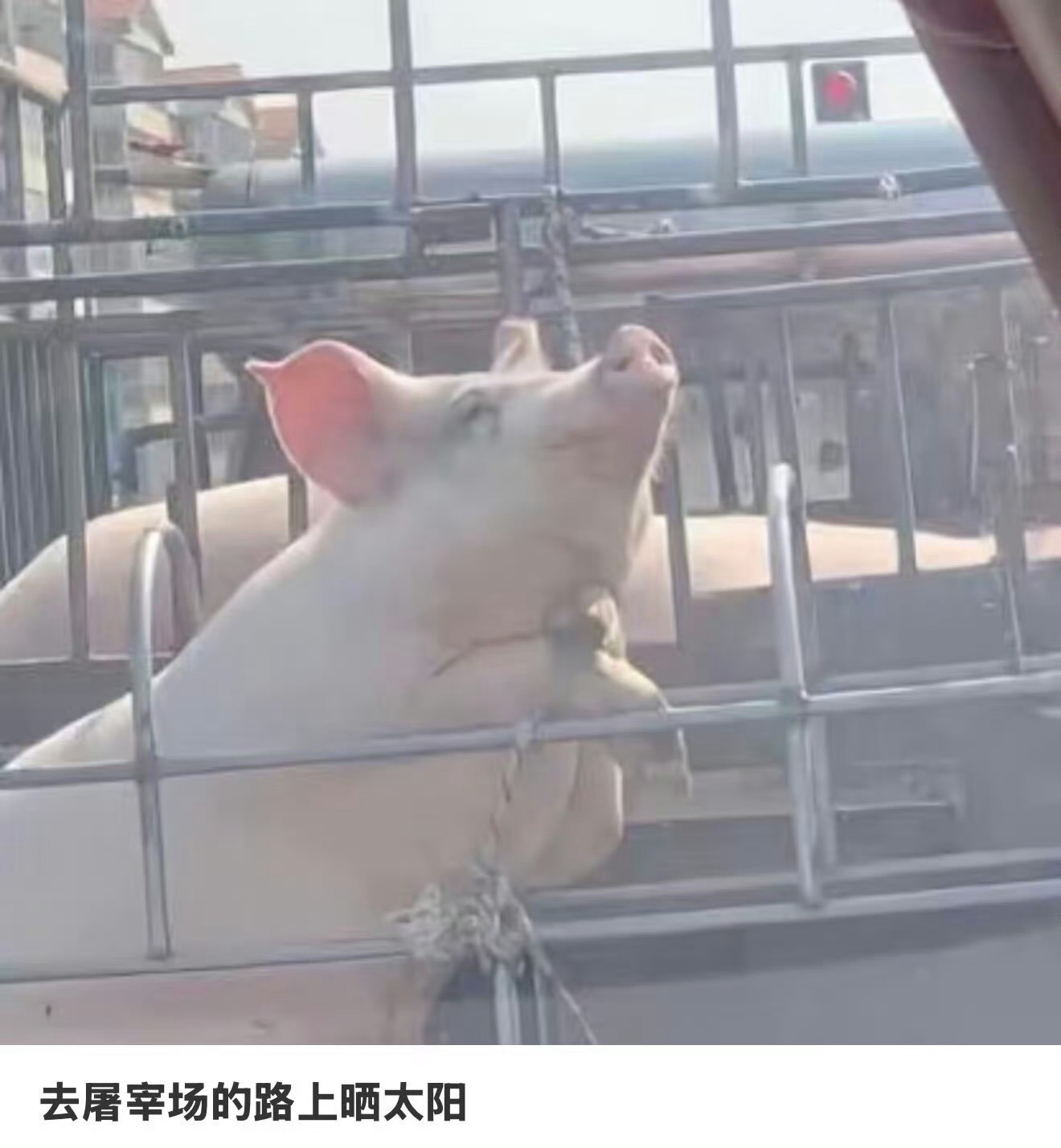 我面对未来感觉是这个样子的 