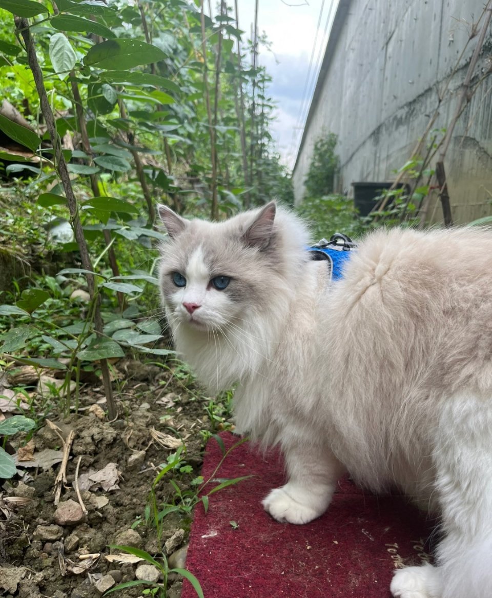 好好养宠的一年宠物年度结算时刻｜年度“治愈担当”述职报告🐱本年度猫咪专属述职报