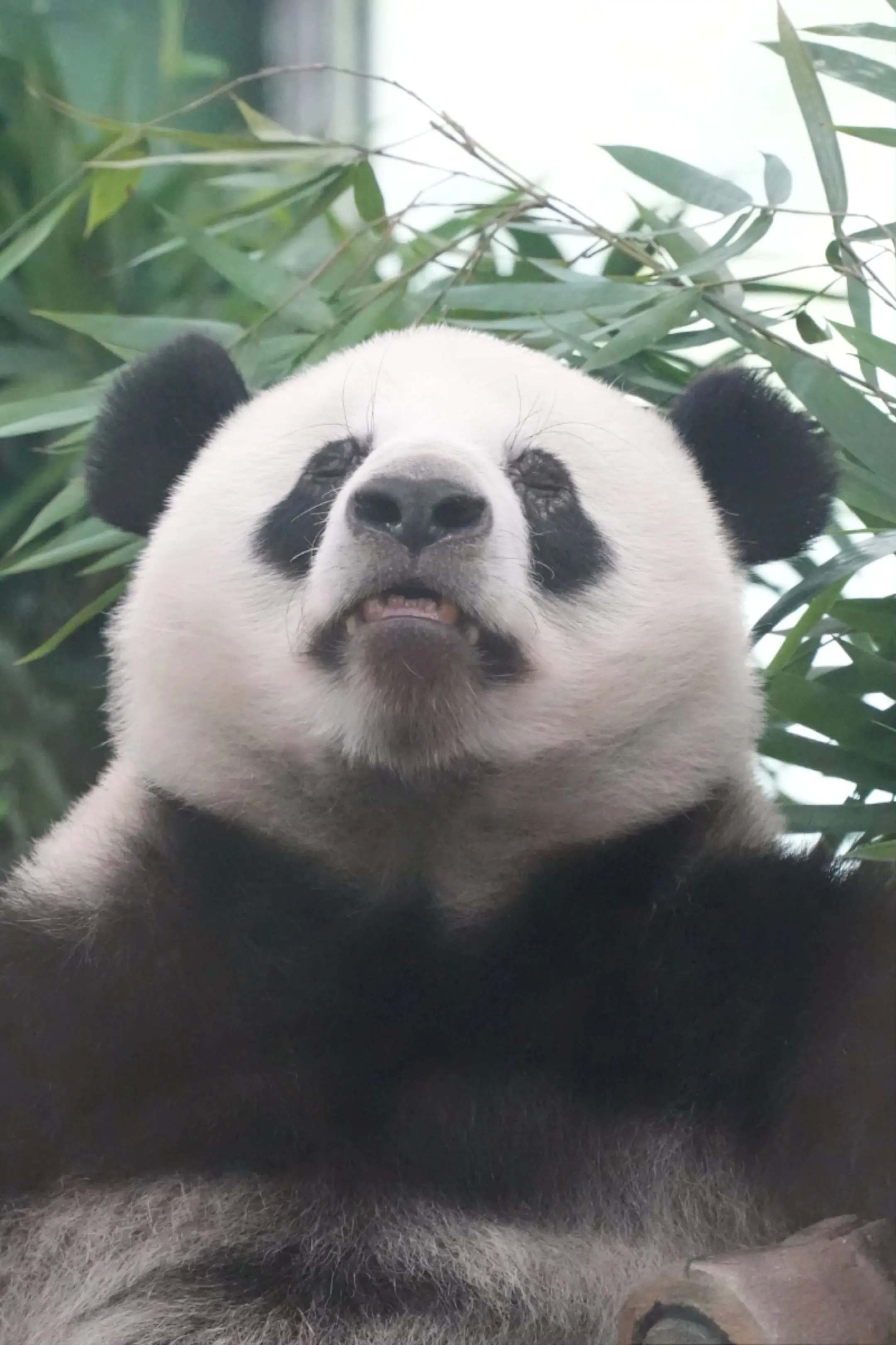有想看直播牛肉丸的吗？纯丸版！大家记得给我刷🎁，刷牛肉丸啊！（好吧...