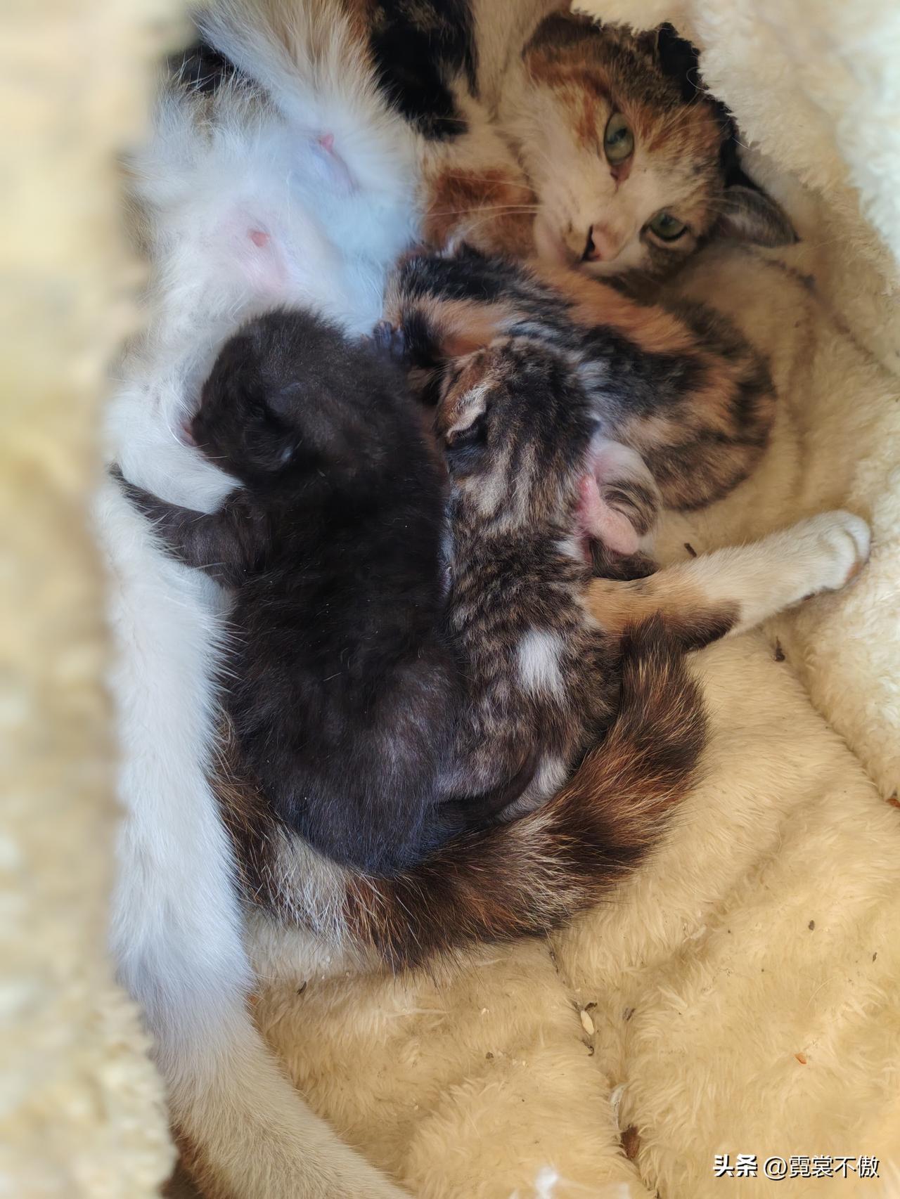 晒出你家猫咪的躺姿不是我养的猫咪，是我们这栋楼门口的流浪猫妈妈，带着四个猫仔，我
