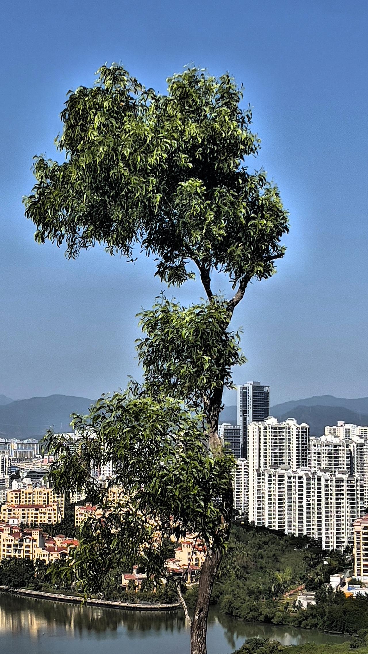 【原创】三亚城市风光掠影：城市与自然环境巧妙融合，绿树掩映下的现代都市风貌。