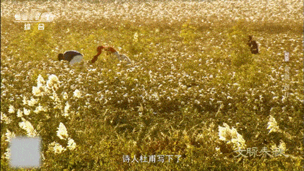 杜甫对新疆的棉织品赞不绝口唐代公主头顶高冠中藏蚕种 杜甫的赞誉，是新疆棉织品在唐