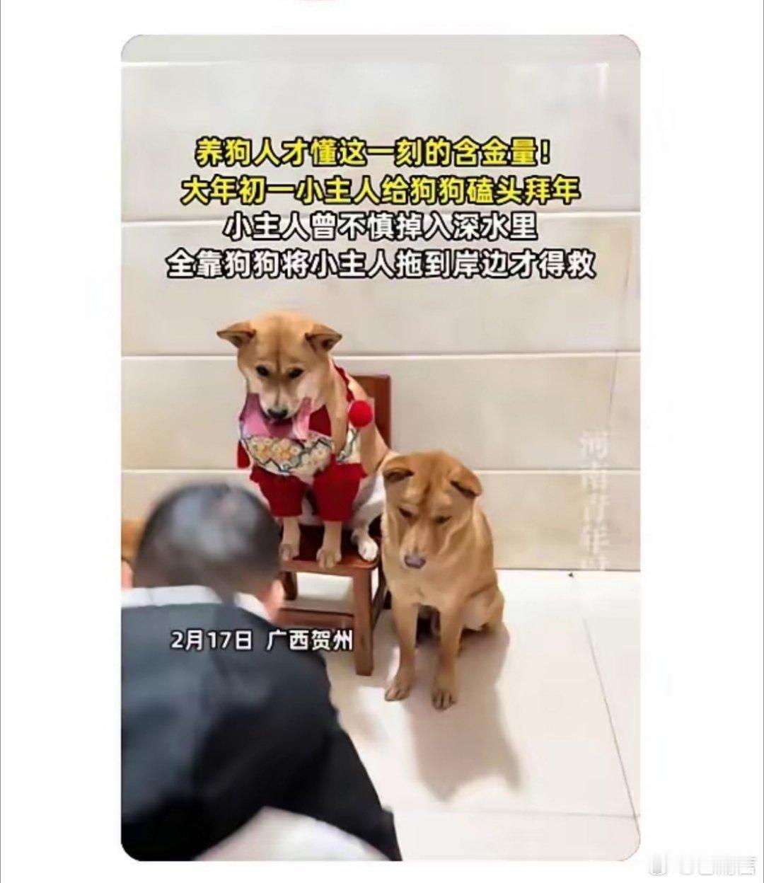 小主人给狗狗拜年曾落水被狗救上岸原来小主人掉到水果，是家里的小狗把孩子拽到岸边，