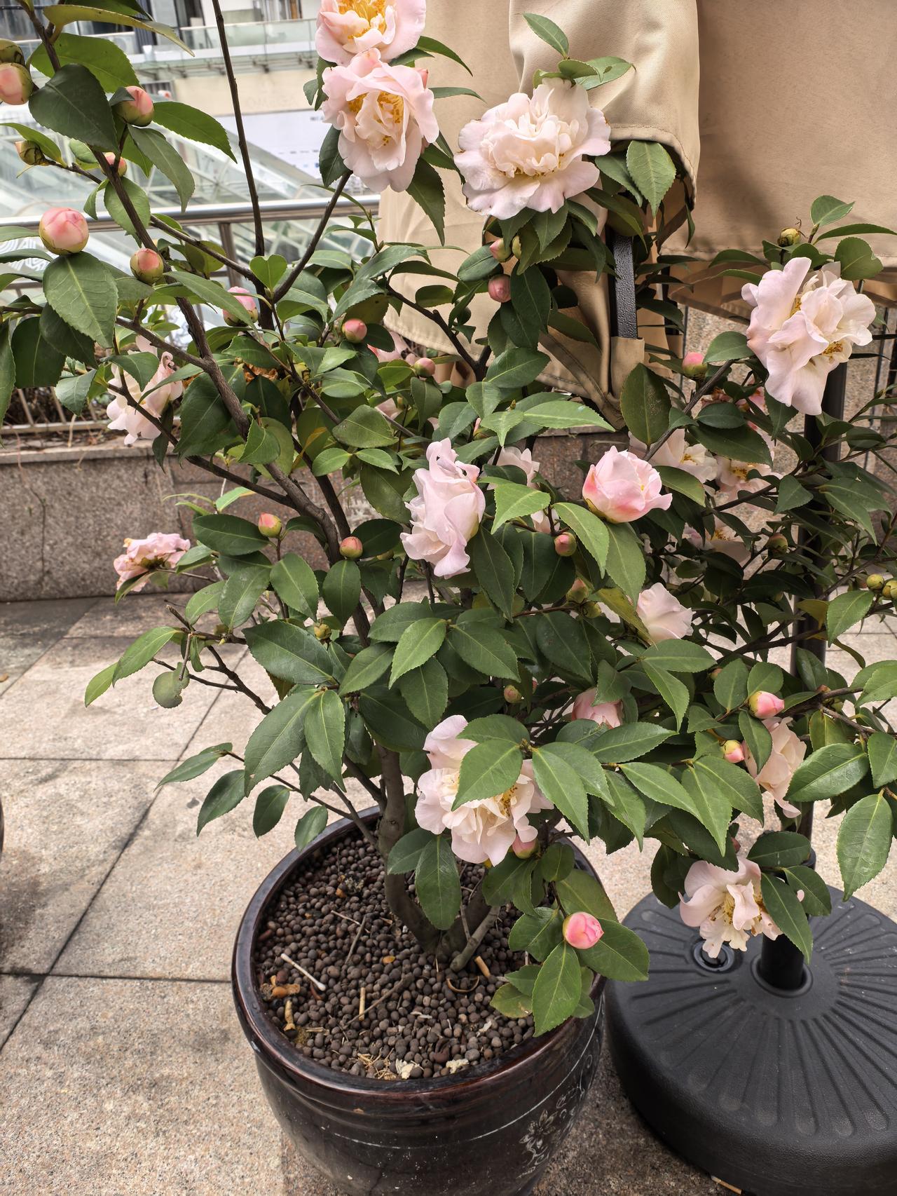 网上对此花评论:花姿端庄高雅，在春寒来临之际而开，寓意有着高洁、孤傲的品格。‌‌