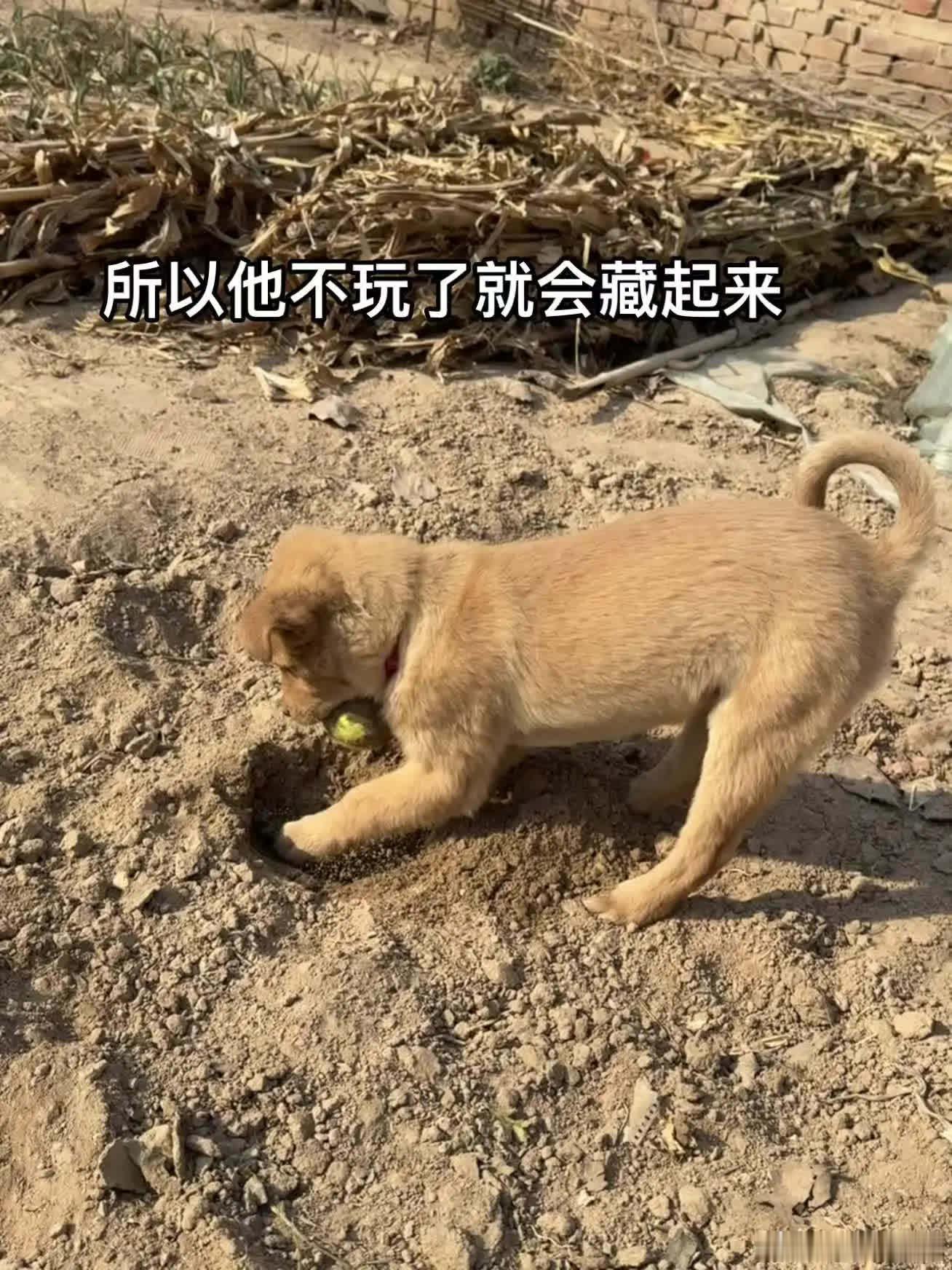 “有些情绪是该说给懂得人听…”萌宠宠物