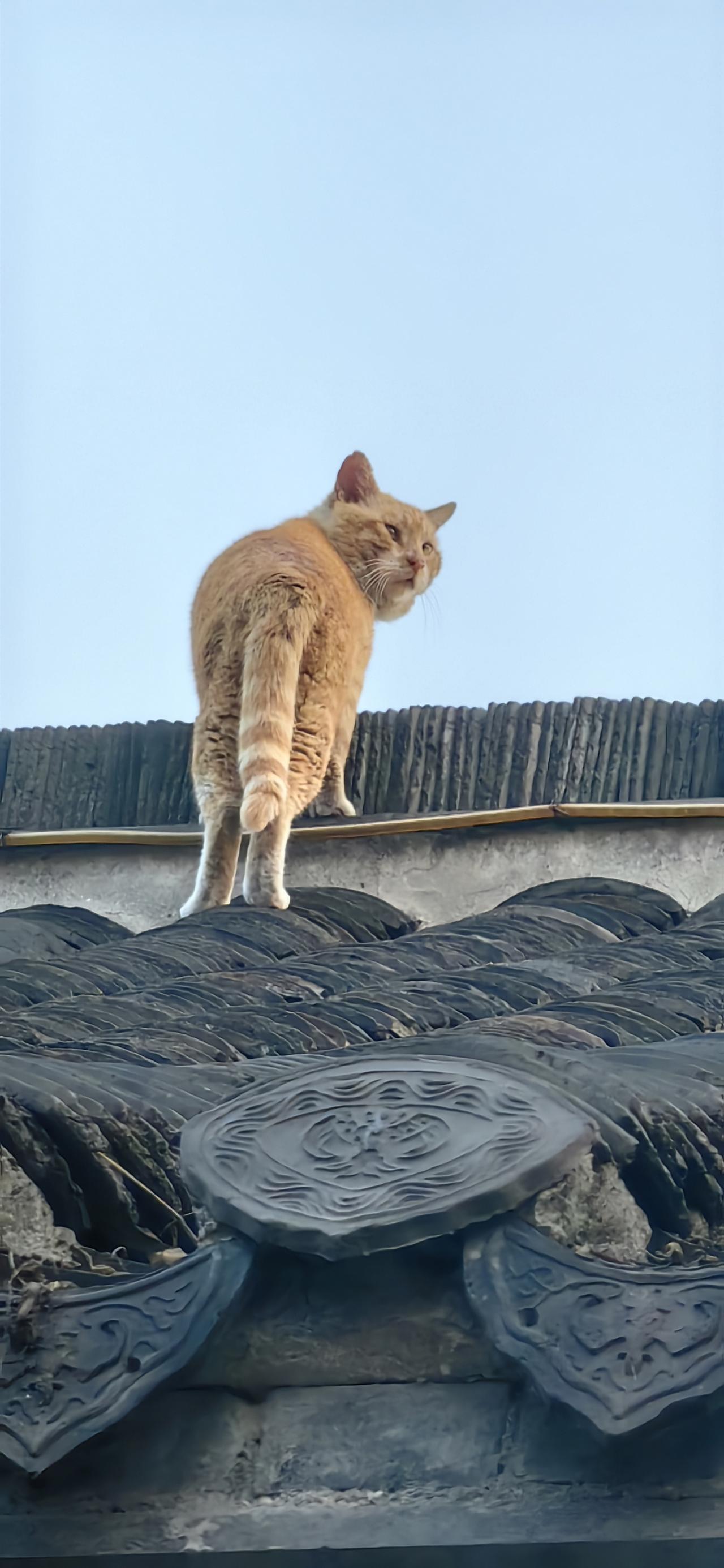 屋脊神兽[赞][赞][赞]气势浑如吊晴白额大虫