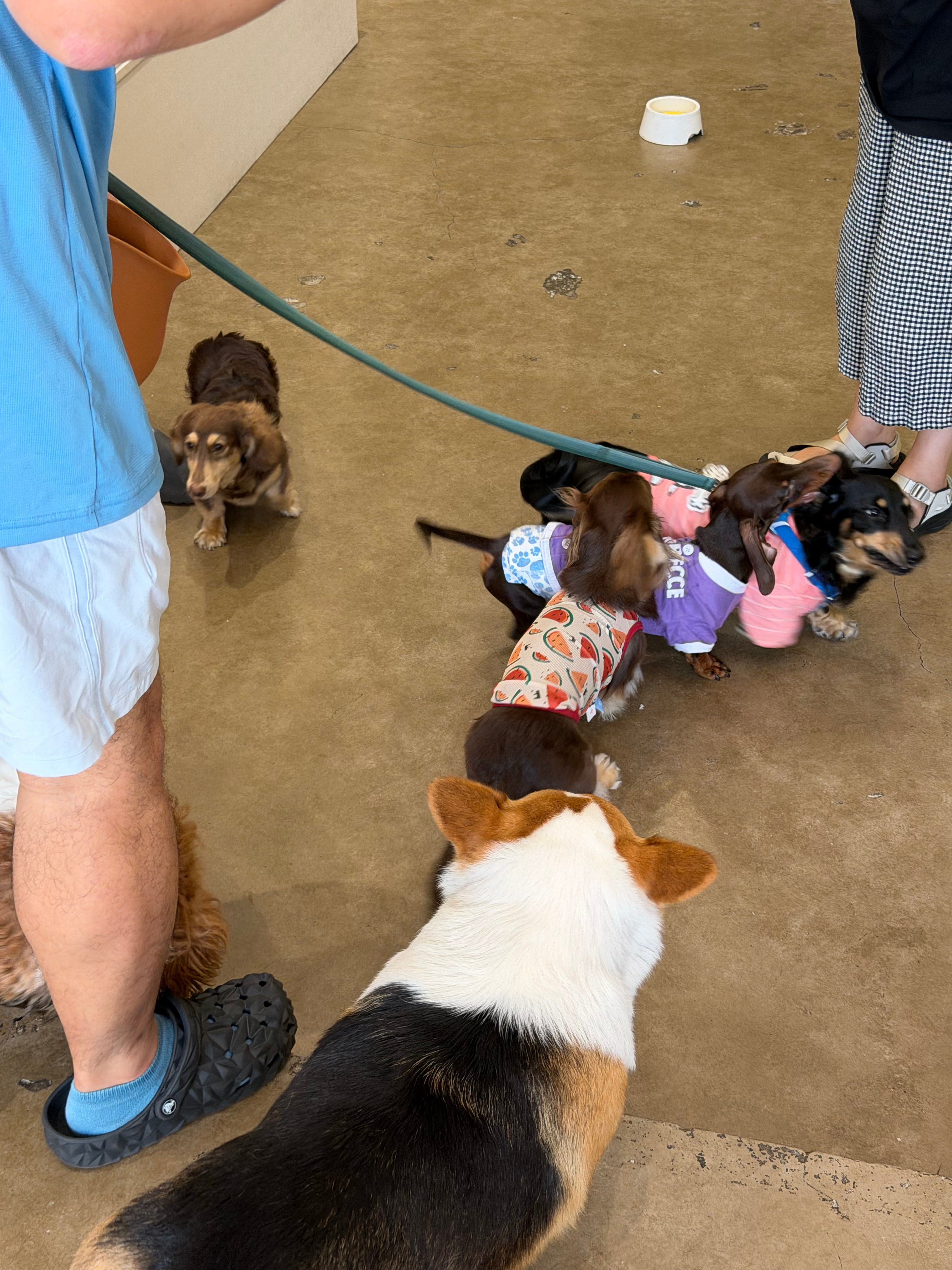 7月第一天，和姐妹一起去了小狗咖啡馆☕🐶狗子们好可爱，果然汪汪队最治愈了～ 南