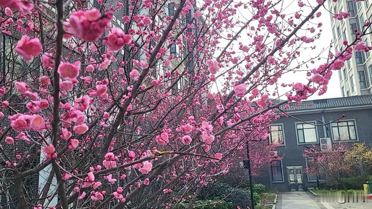 【破阵子•朵朵桃花绽放】
朵朵桃花绽放，丝丝细柳翩跹。
燕舞蓝天多自在，紫气东来