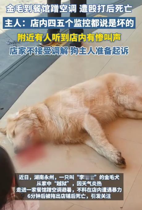 “不倒闭没天理！”7月4日，湖南，一只金毛犬从家中偷跑出，因天气炎热进入一家餐馆