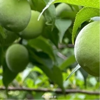 种植 🌿微公益 0000青梅的种植方法：1. 选地整地：选择土层深厚、肥沃湿润