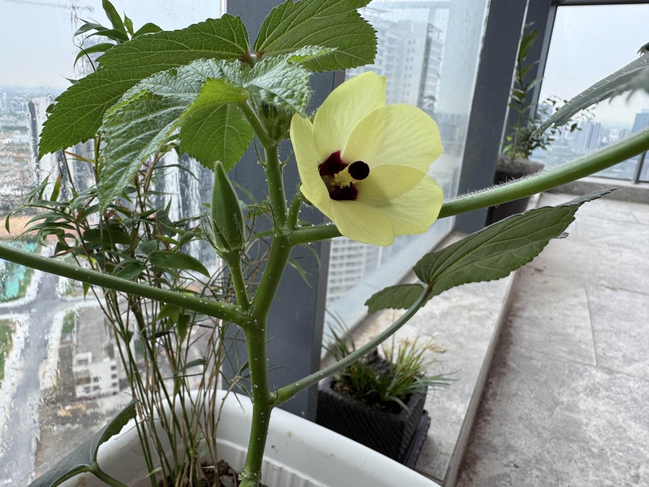 阳台上种出的花，有人认识吗？