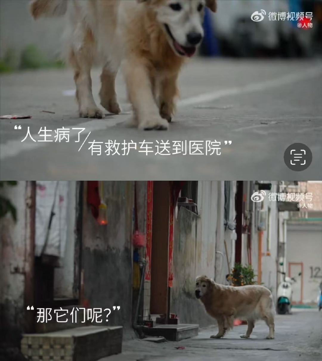 每次奔赴都是毛孩子的生命希望毛孩子们的急救通道愿每个毛孩子都能得到及时救助！ 