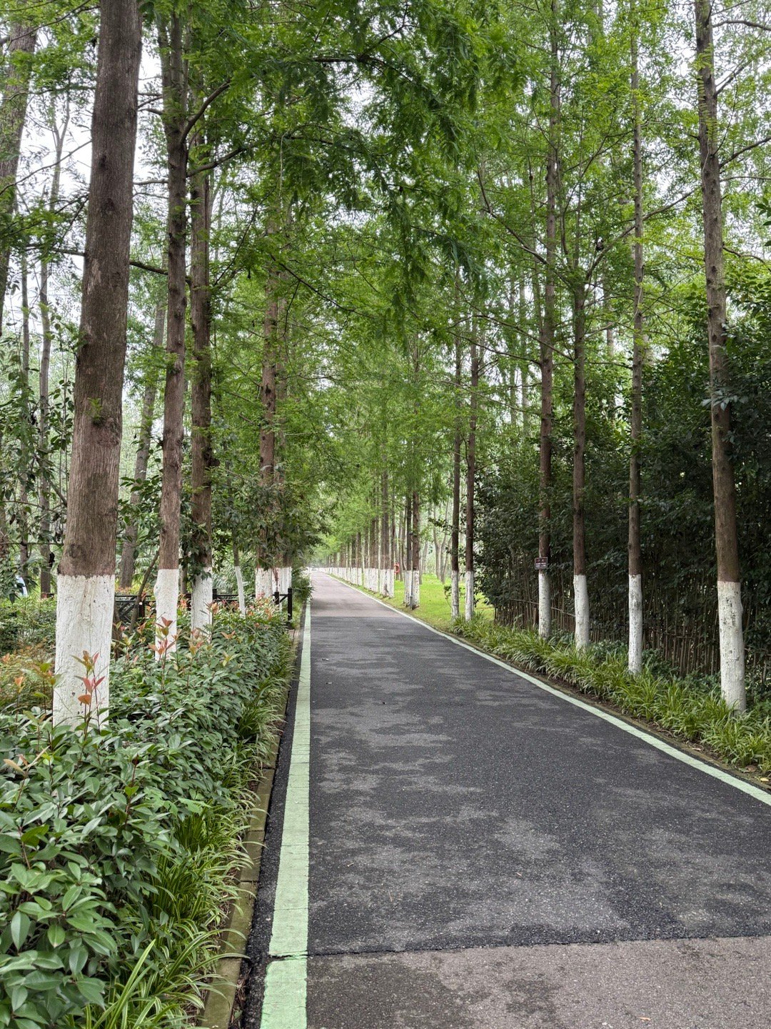 好不容易有一天不下雨了，来森林公园骑自行车  ​​​