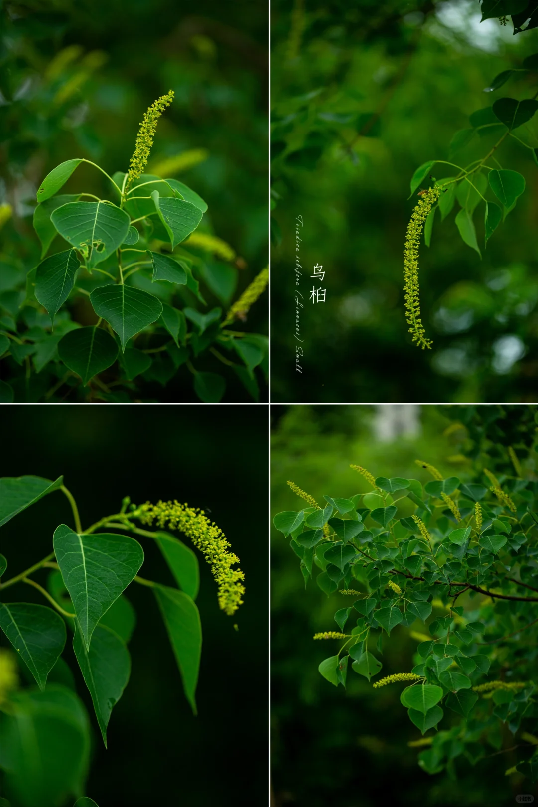 阴天的乌桕花