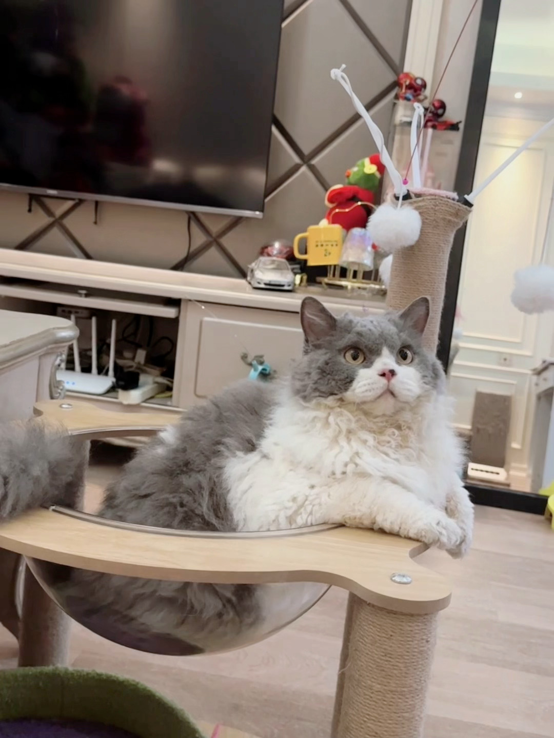 谁家小猫这么可爱啊[污] ​​​