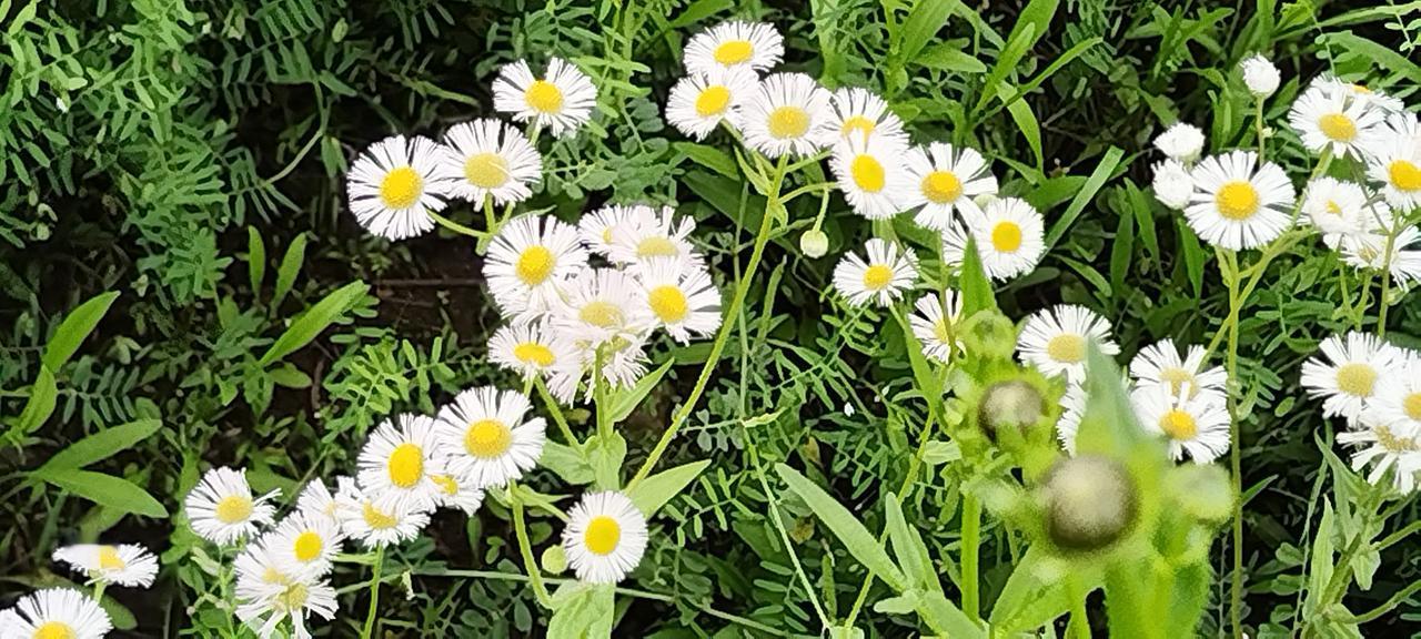 发一张你相册最近拍的花