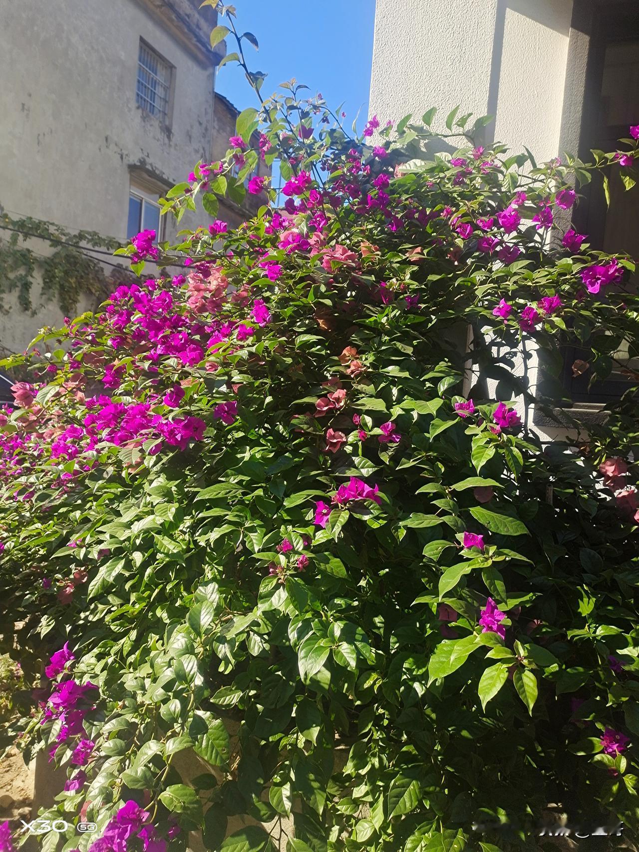 晒图笔记大赛随手拍的花，有人知道叫什么名字吗