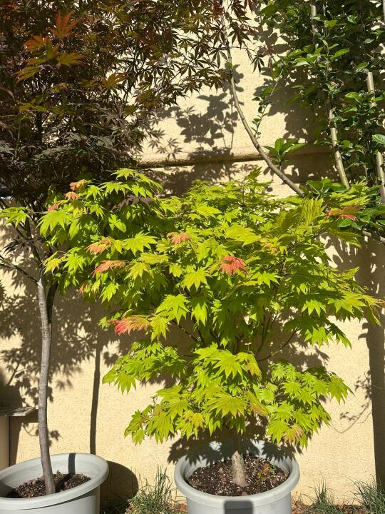 到了枫树最美的季节