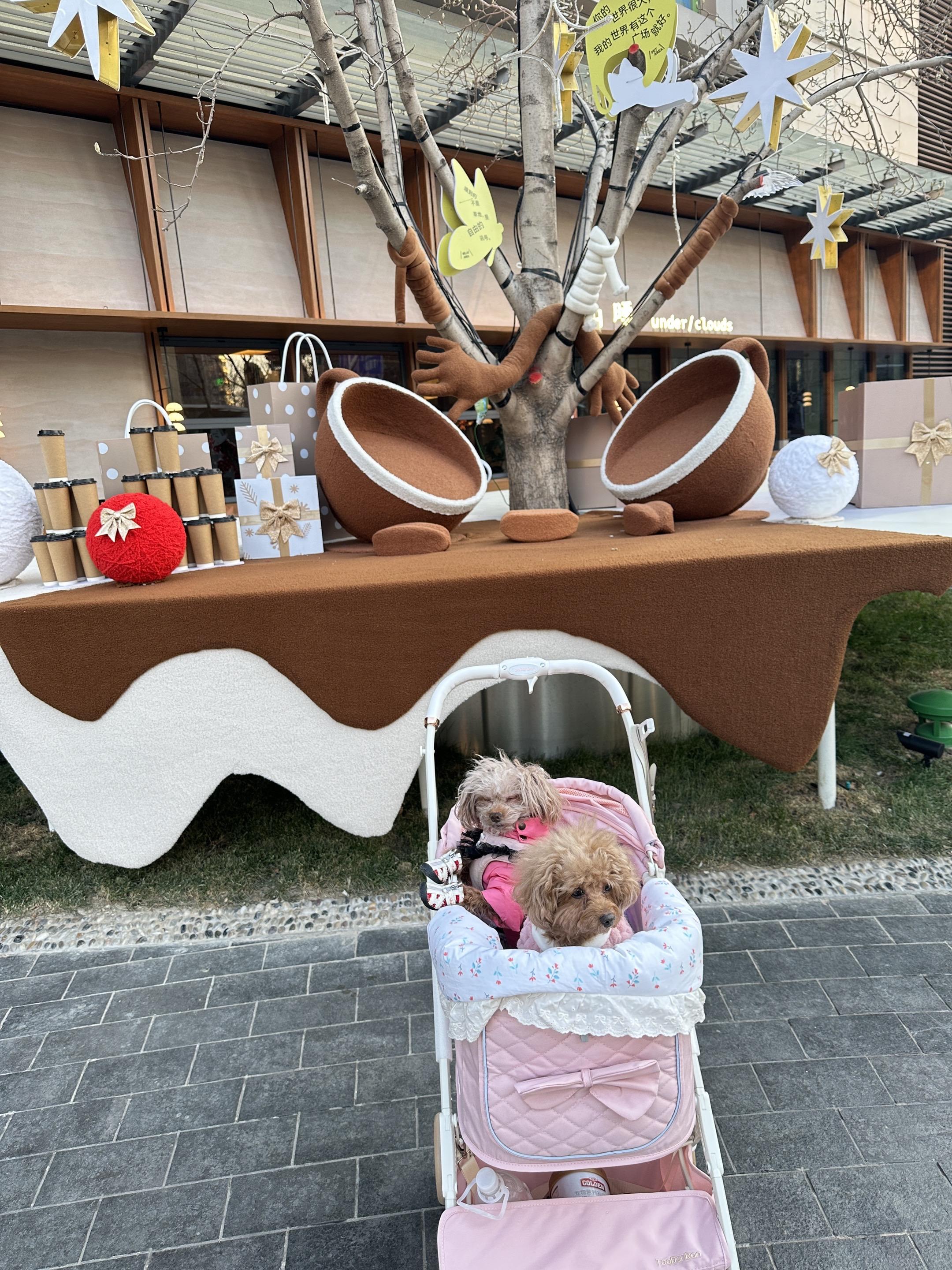 难以忘记把初次见你 一双迷人的小狗眼睛