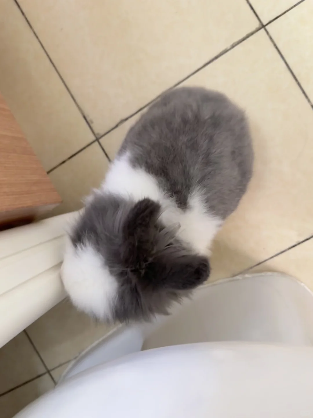 你去玩吧，我在拉💩