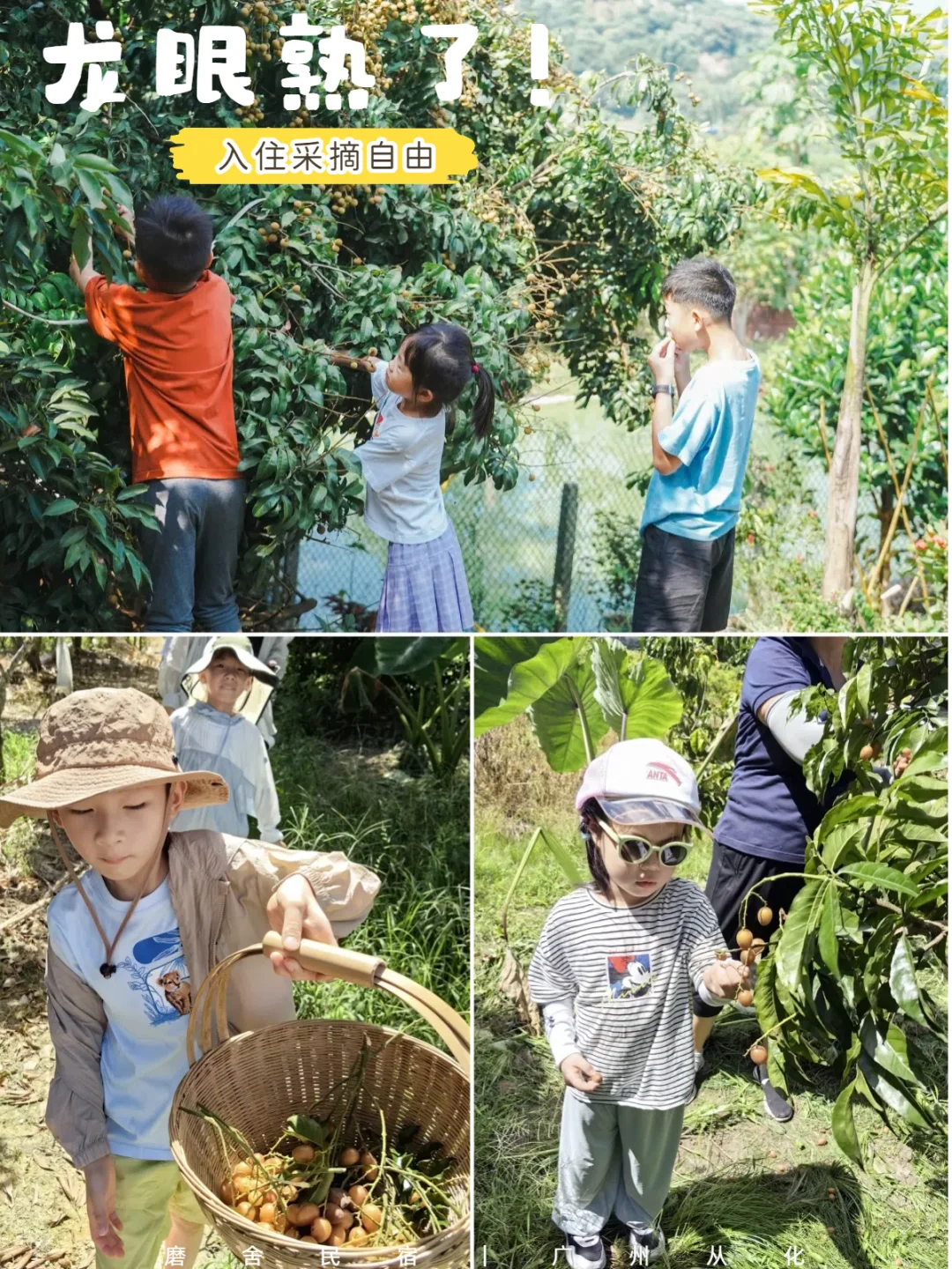院子龙眼熟了！烘焙披萨、小溪钓鱼暑假溜娃