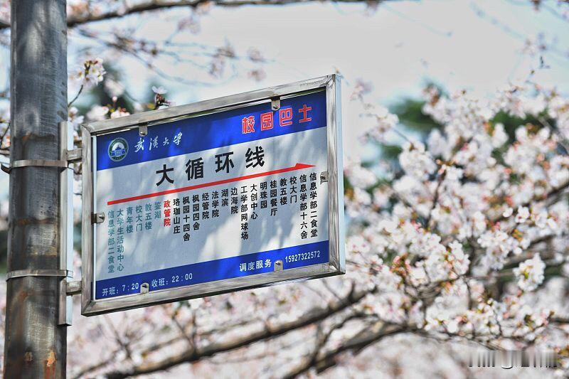 东湖的定制赏樱专线真的把便民做到了骨子里。
以前光谷高校的学生想去东湖赏樱，辗转