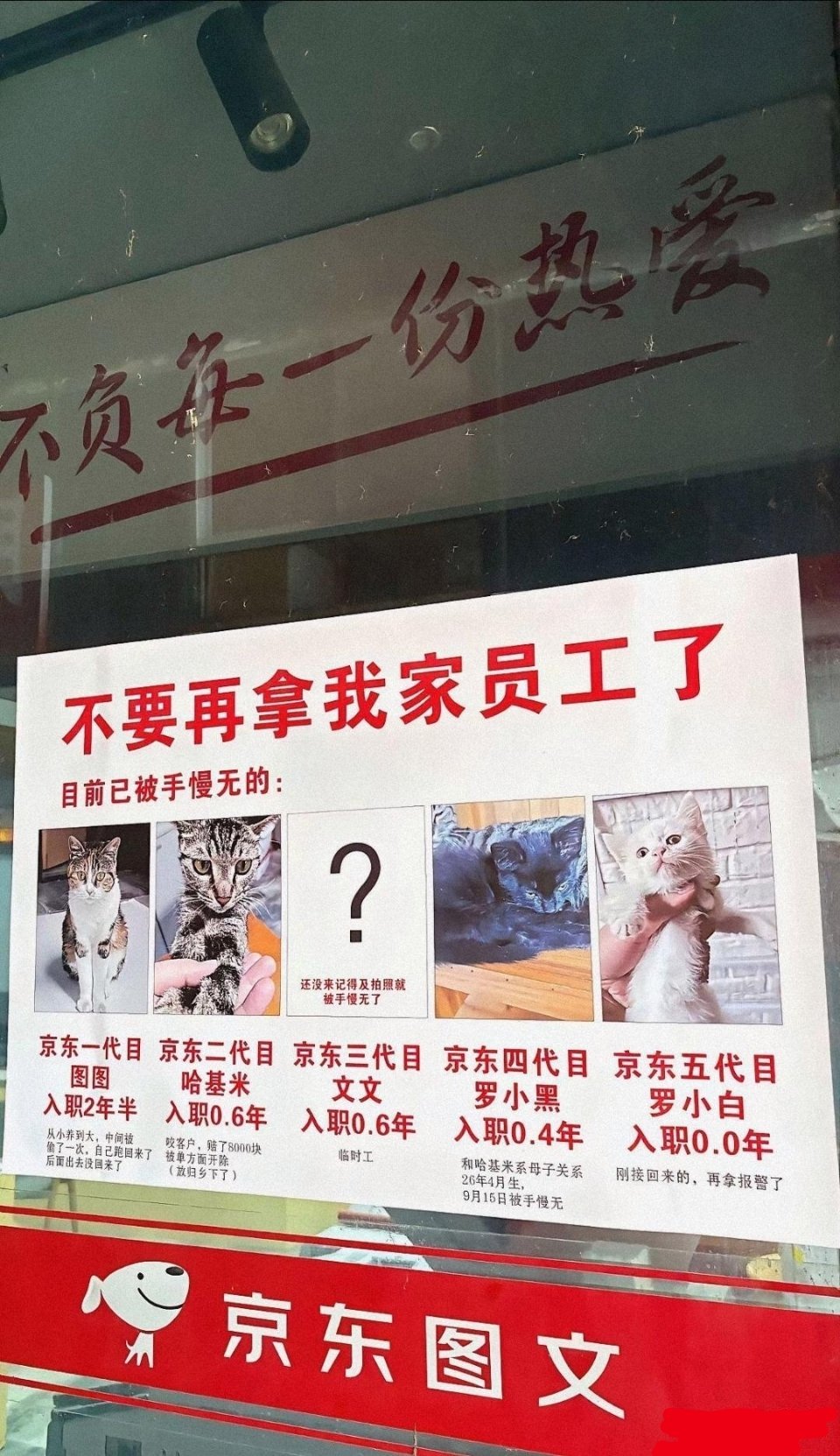 众所周知小猫咪的花语是手慢无！ ​​​