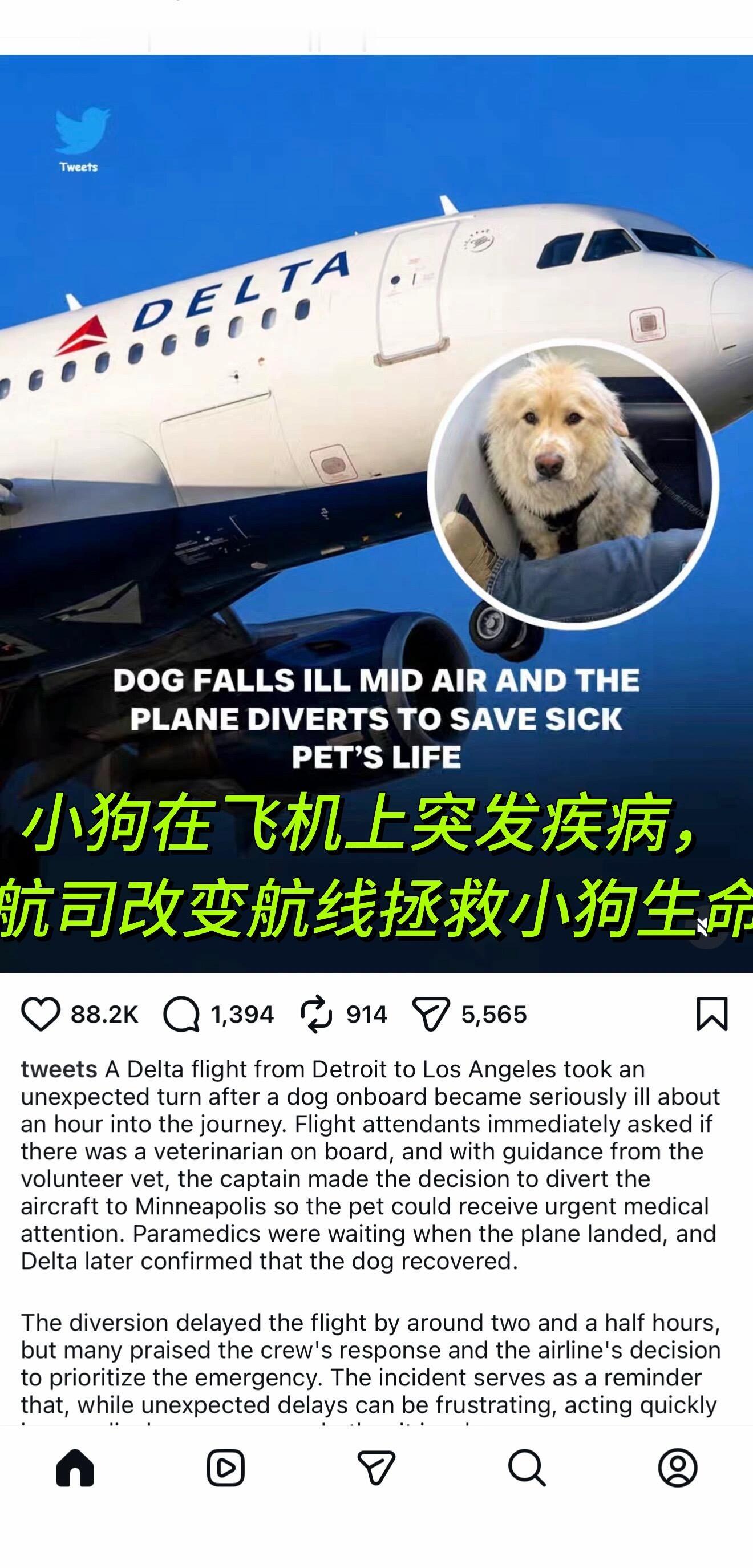 小狗在飞机上突发疾病，航司改变航线拯救小狗生命 